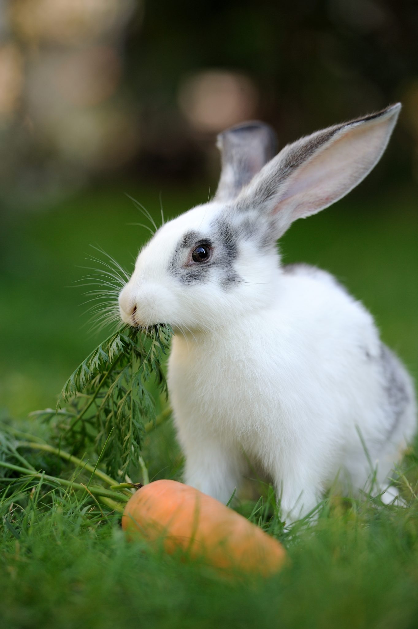 Kaninchen: Ernährung – Kleintiercentrum Köllertal Kaninchen: Ernährung – Kleintiercentrum Köllertal
